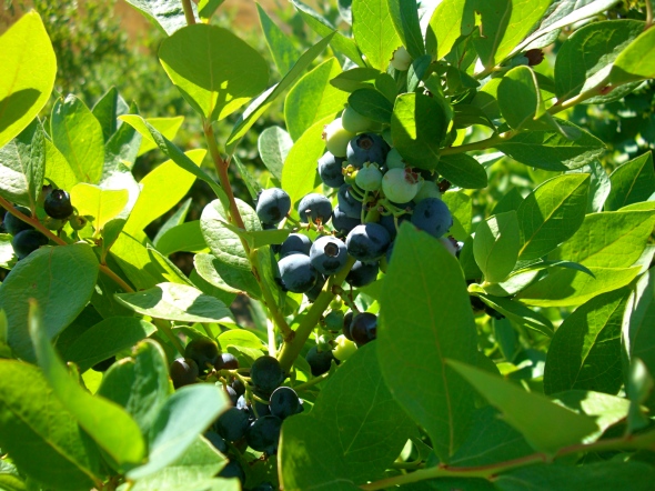 Blueberries at Temecula Berry Co. Farm